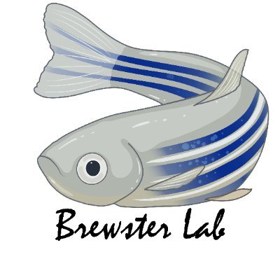Brewster Lab at University of Maryland, Baltimore County | Researching neurulation and hypoxia adaptation in zebrafish embryos
