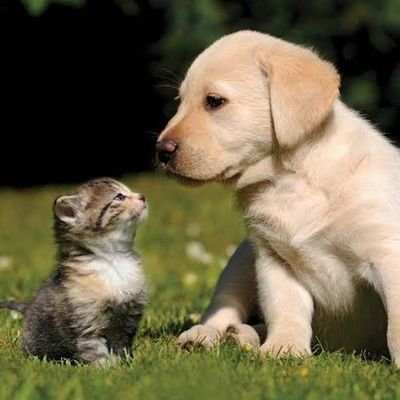 Welcome To Cat & Dog Lovers Twitter Account. Dm for credit/removal