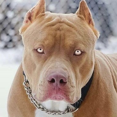 DogComment's profile picture. Pensar es un crimen en Perú