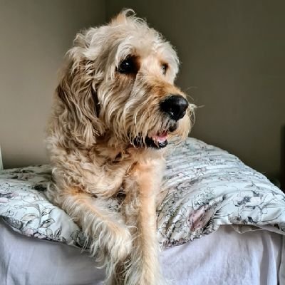 GEORGE THE DOODLE