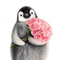์ฑ๋ฆฌํฝ๊ท๐๐ปโโ๏ธ (๋ถ๊ทน์ฌ์ฐ๋ํญ๊ท) (@foxnpenguin) 's Twitter Profile