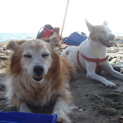 SocioLama's profile picture. 