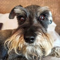 Xènius de Tiana (@xeniusdetiana) 's Twitter Profile