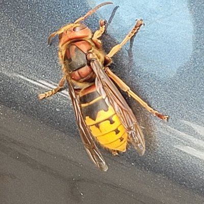 rabbitpawel's profile picture. would-be developer