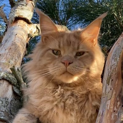 I am a Maine Coon kitten. I would like to be a therapy cat when I’m older but I’m just learning #CatsofTwitter. Keen #hedgewatch team member