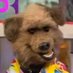 Ringo, Just a Normal Them (@rinjirenee) Twitter profile photo Ringo, Just a Normal Them (@rinjirenee) Twitter profile photo