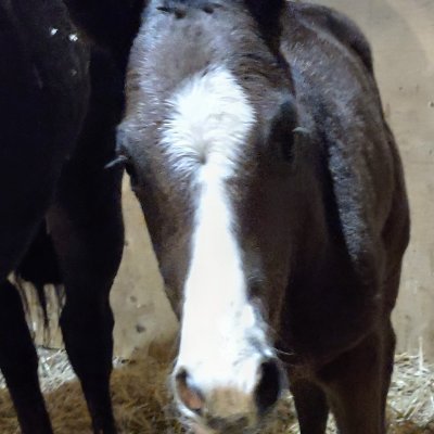 Bullfroggy14's profile picture. Small, (not even "boutique") Thoroughbred horse breeders in Ontario....
