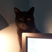 Ömer Akyol (@tesla_tank) Twitter profile photo
