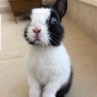 Roger Rabbit(@Roger_the_bunny) 's Twitter Profile Photo