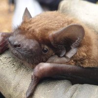 North Yorkshire Bat Group (@nybatgroup) 's Twitter Profile