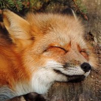 mason (@cosmvcfire) 's Twitter Profile