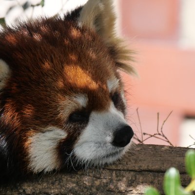 レッサーパンダの投稿が多めです🐾／ジャイアントパンダ🐼／プロ野球(中日ドラゴンズ🥎)／温泉／２代目おでシャンと動物園をめぐる旅／無言フォロー失礼します🙇