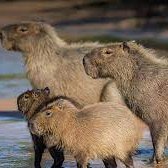 Thelittleg11765's profile picture. i like capybaras