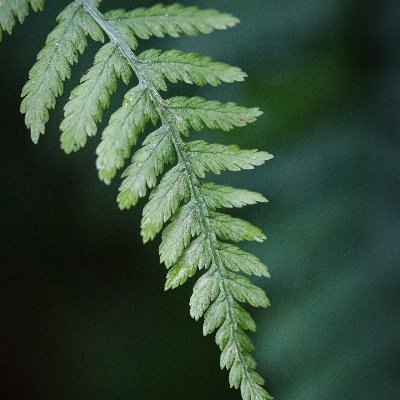 baiaiw815's profile picture. ai wang