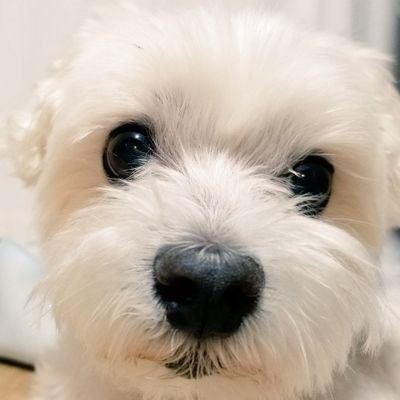 サーカスです。モンハンフロンティアを11年間サ終までプレイし、現在はモンハンNowとワイルズで遊んでいます。
SwitchとPS5のゲームします。30代中盤のシステムエンジニア課長です。
趣味:NBA、ゲー厶、キャンプ、登山、バスケ、漫画、アニメ、立ち飲み居酒屋、モンハンシリーズ、犬(マルチーズ)、バイク