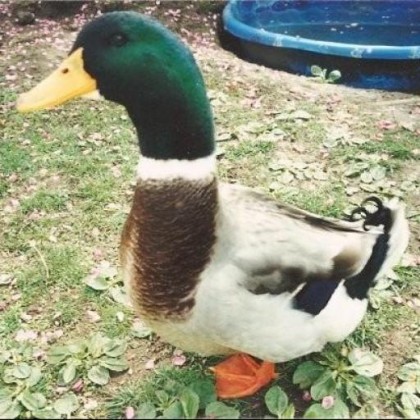 I am a duck, the most majestic creature of them all.