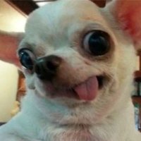 chochu (@chochu_bc) 's Twitter Profile