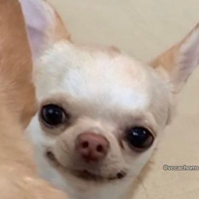 coelhobia_'s profile picture. qm faz sentido é soldado