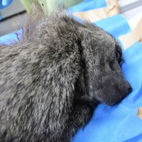 東アフリカバボンは台湾で猿仙人に変わりました。 (@whitepawone) 's Twitter Profile