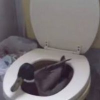 PatSierreño (@drpatovc) 's Twitter Profile