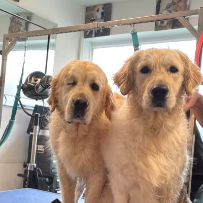 One retriever retrieves the other doesn’t, but which is which? We are uncle and lil’ nephew living our best lives with our hooman family