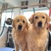 Buddy and Tucker (@budstucks) Twitter profile photo Buddy and Tucker (@budstucks) Twitter profile photo