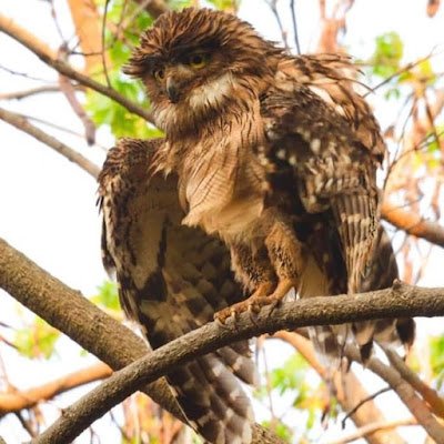 BilalKamran1829's profile picture. Student, programmer, artist