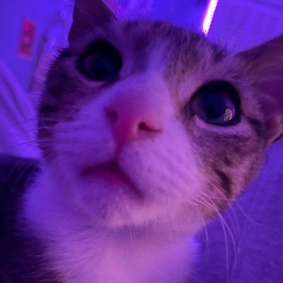 snooponastoop's profile picture. 