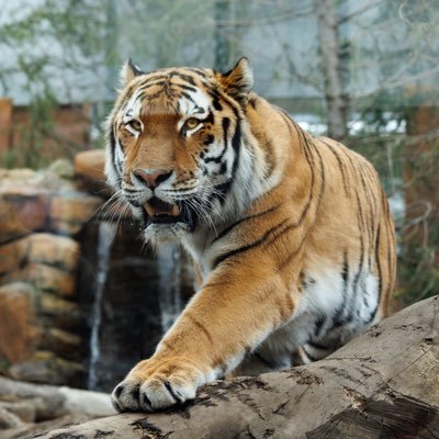 関東圏の動物園中心。特に猛獣が好き ♡🐻🐯🦈🐱♡ お散歩📸🔰無断使用転載禁止🚫 📷動物園に行きたくなるような写真が撮れたらいいな