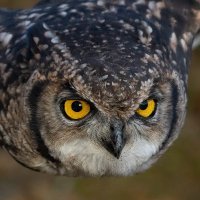David Douglas (@daviddouglasuk) 's Twitter Profile
