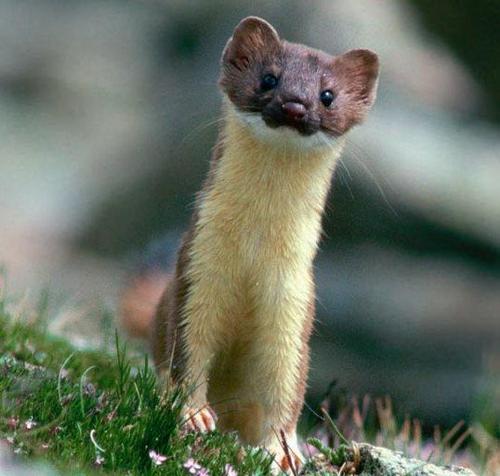 bluerico99's profile picture. 