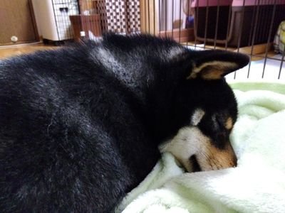 kurokoha1204's profile picture. ヴァンフォーレ甲府/宮崎純真選手を応援してます⚽/中村亮太朗選手も引き続き応援中✨/ツイッター初心者🔰なのでよろしくです。