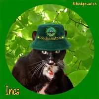 Inca(@WgsCmc) 's Twitter Profile Photo