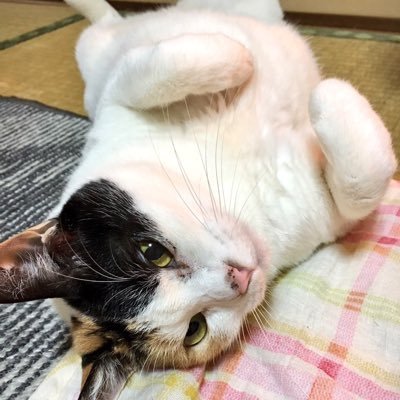 三毛猫すばる様(16歳♀)と、まーさん(唯の下僕)の日常。すばる様は下顎・口内に出来た腫瘍(癌)と奮闘し、2023年4月12日に虹の橋を渡りました🌈 #猫のいる暮らし で可愛いにゃんずを見て回って癒されてますありがとうございます。