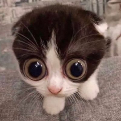 Shaheen_ii's profile picture. 