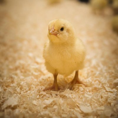 NFU_Poultry Profile Picture