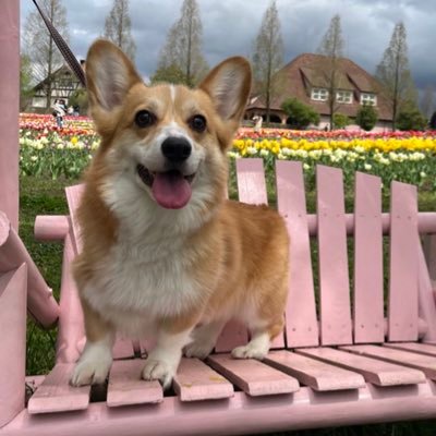 🐶クー♂(R2.4.22生)💗先代犬ルー♂(13y9m)🌈👩🏻姉@mn_lugh_quuと🧑🏻母@Tomo_lugh0617です✨