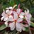 chandra_col's profile image