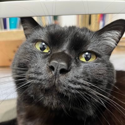 仮想通貨とかやったりやらなかったりするエアリプ界の猫。 https://t.co/lkkvykTeX3