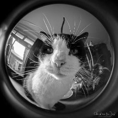 legcheee's profile picture. 