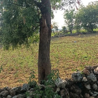 MRamanaiah85655's profile picture. 