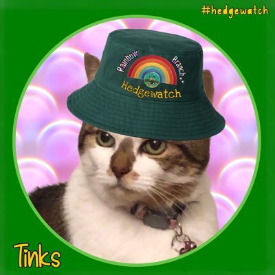 Miss my Tinks OTRB🌈🐾❤️proud member of #hedgewatchers