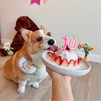 corgi_Lovers_owners_clup(@corgiloversclup) 's Twitter Profile Photo