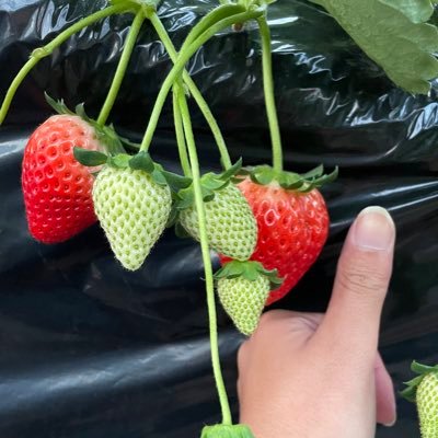 aconitum1002's profile picture. いちご学科1期生(2023/3卒)
2023/4/1から栃木県下都賀郡野木町でいちご農家として経営開始を開始しました。いちごの栽培について定期的に投稿して行く予定です。
興味がある方はフォローよろしくお願いします。