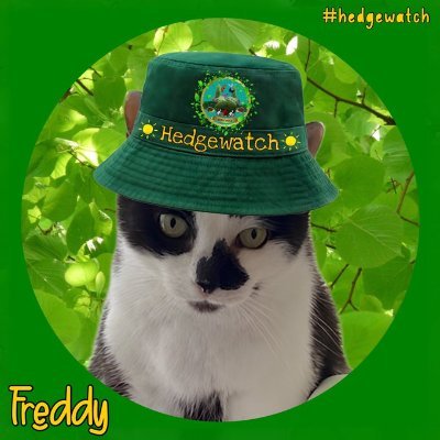 Freddy shares amazing stories about feline adventures. Author of the 