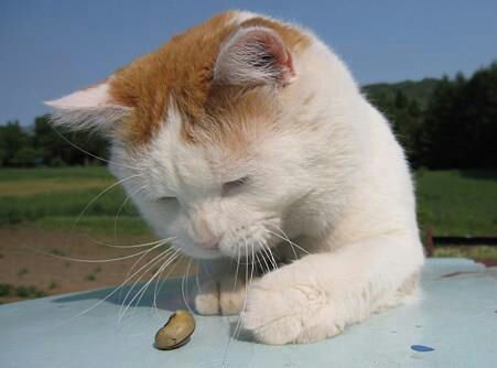 natsukiNISHIOKA's profile picture. 和歌山大学教育学部・広報学生チームPRism ・まちかど土曜楽交～わだいの寺子屋～・学生委員等。【リハビリ中】もうすぐ悟りがひらけるかも。道もひらけてきた。