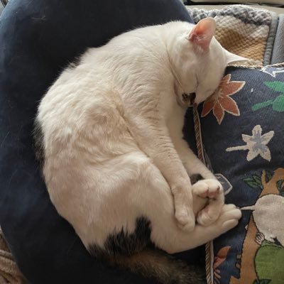 yanagi_noki's profile picture. HIT. スバ友🚑☀️💛