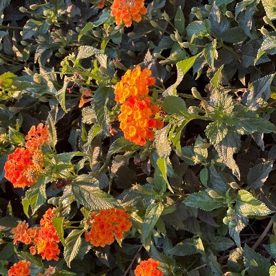 Nething26's profile picture. 