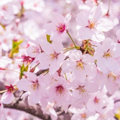 yu642693's profile picture. なぴリスです　なぴリスの方と仲良くしたいです
４８−フォーエイト、ぷりだむ、ラグーナのルノアレーヴのキャストさんが大好きです
フォローお願いします　気付き次第すぐフォロバします