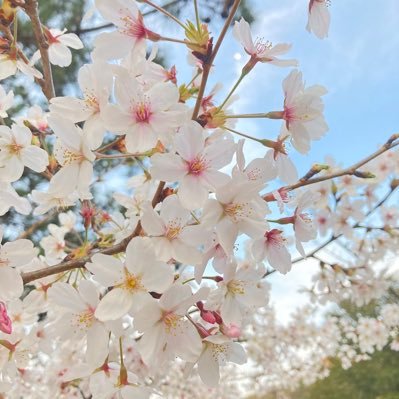 ＊＊＊はなさんのプロフィール画像